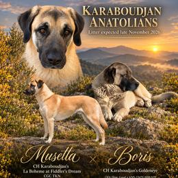 Anatolian Shepherd Dog puppies from Fiddler’s Dream Anatolians