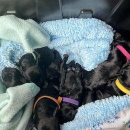 Morel - Blue and black male Kerry Blue Terrier puppy in Sykesville, Maryland from Black Sails