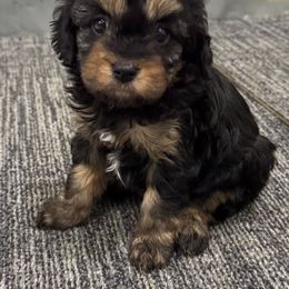 Bonnie - Tri-color female Cavapoo puppy in Richards, Missouri from TMJ Dachshunds & More