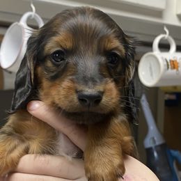 Dachshund Puppies from Yellowstone Dachshunds