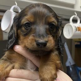 Dachshund Puppies from Yellowstone Dachshunds