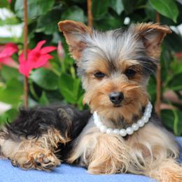 Bella - Black and tan female Yorkshire Terrier puppy in Hughesville, Missouri from Puppykiss4u