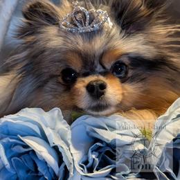 Czara - Pomeranian