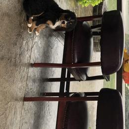 Bernese Mountain Dog and Pembroke Welsh Corgi Puppies from Highland Meadows