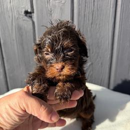 Zola - Brown female Shihpoo puppy in Rush, New York from Care Bear Puppies