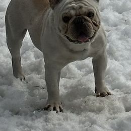Chance - French Bulldog