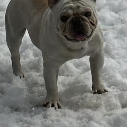 Chance - French Bulldog