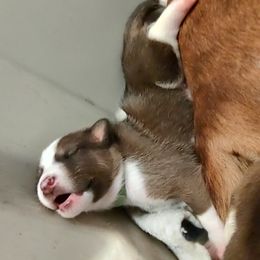 Basenji and Rottweiler Puppies from AFRICAN TREASURES