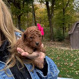 Cami - Red  female Goldendoodle puppy in Mint Hill, North Carolina from DoodleForever