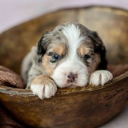 Boy 3 - Blue merle male Bernedoodle puppy in Lititz, Pennsylvania from Sleepy Hollow Acres