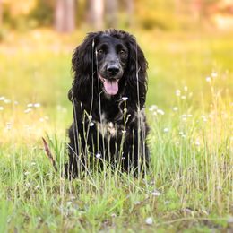 Boise - English Cocker Spaniel
