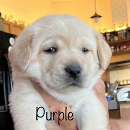 Labrador Retriever Puppies from Red Sky Retrievers LLC
