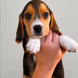 Astro - Blue tan and white male Beagle puppy in Lake City, Florida from Patriot Beagles