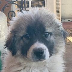 Velvet- yellow - Badger female Colorado Mountain Dog puppy in Cotopaxi, Colorado from Once Upon A Moose (OUM)