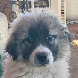 Velvet- yellow - Badger female Colorado Mountain Dog puppy in Cotopaxi, Colorado from Once Upon A Moose (OUM)