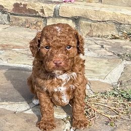 Sweet red - Red  male Goldendoodle puppy in Quitman, Texas from Wright Doodles