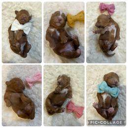 Bisbee - Red female Cavapoo puppy in Central, Arizona from Desert Valley Doodles