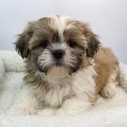Gus - Black gold and white male Shih Tzu puppy in Bourne, Massachusetts from Shih Tzu Pups