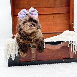 Mocha - Merle female Cockapoo puppy in North Carolina from NC Doodle Puppies