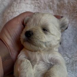 Ella - White female Miniature Schnauzer puppy in Hull, Georgia from Ardent Miniature Schnauzers of Athens
