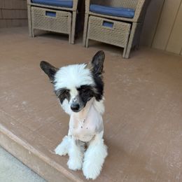 Diva - Pink and slate female Chinese Crested puppy in Dublin, California from Show Style Chinese Cresteds