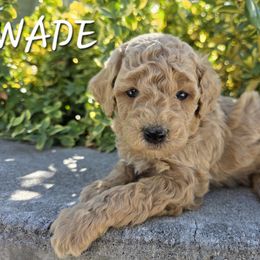 Aussiedoodle, Bernedoodle, Poodle, and Sheepadoodle Puppies from Draper Mountain Doodles