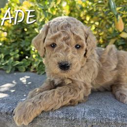 Aussiedoodle, Bernedoodle, Poodle, and Sheepadoodle Puppies from Draper Mountain Doodles