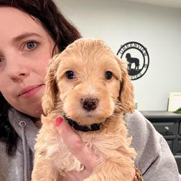 Blondie - Cream female Cockapoo puppy in Denver, Pennsylvania from Greenview Puppies