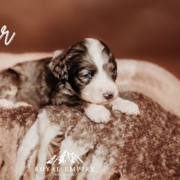 Velour - Blue merle male Bernedoodle puppy in Grants Pass, Oregon from Royal Empire Bernedoodles