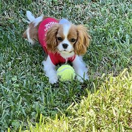 Cavalier King Charles Spaniel Puppies from Seaborne Cavalier King Charles Spaniels