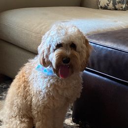 Autumn - Australian Labradoodle