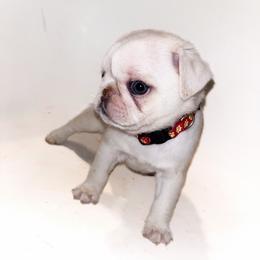 Nova (red) - Cream female Pug puppy in Hereford, Arizona from Broken Road Ranch Pugs
