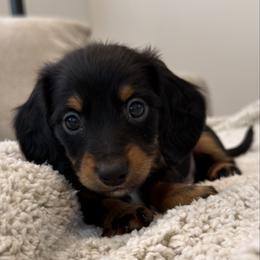 Toby - Black and tan male Dachshund puppy in Lawrenceville, Georgia from Chivi Paws