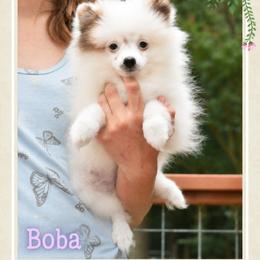 Boba - Cream sable parti female Pomeranian puppy in Cleveland, Georgia from Sourpatch Pomeranians