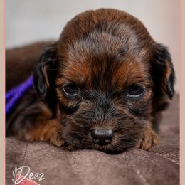 Alli - Brown female Cockapoo puppy in Connersville, Indiana from Deaz Doodle Ranch