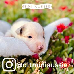 Perla - Blue merle female Miniature Australian Shepherd puppy in Valley Center, California from DLT MiniAussie