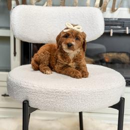 Pink collar girl - Red  female Goldendoodle puppy in Spokane, Washington from Dream Doodles in Spokane WA