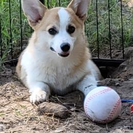 Pembroke Welsh Corgi Puppies from Cattal Corgis