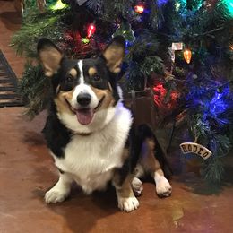 Ranger - Pembroke Welsh Corgi