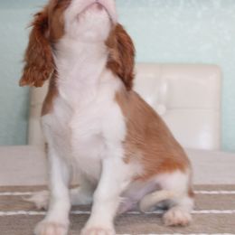Ollie - Blenheim male Cavalier King Charles Spaniel puppy in Leonard, Texas from Rising Star Kennels