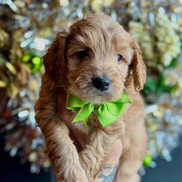 Bodhi - Red  male Goldendoodle puppy in Adolphus, Kentucky from Deerly Poodles