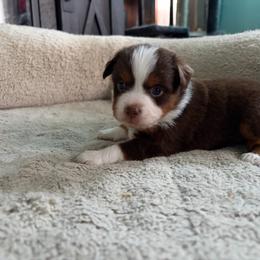 Aileen - Red tri-color female Miniature American Shepherd puppy in Terryville, Connecticut from Spirited Aussies