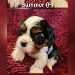 Summer - Tri-color female Cavalier King Charles Spaniel puppy in Simi Valley, California from Above All Else Love
