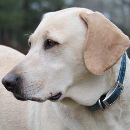Remi - Labrador Retriever