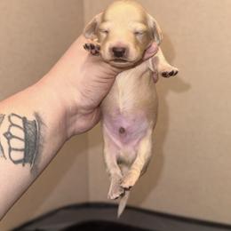 Phil - Cream male Dachshund puppy in Hornbeck, Louisiana from A&Z Mini Dachshunds