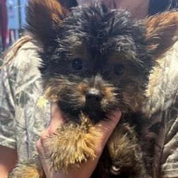 Ruthie( click pic) - Parti female Yorkshire Terrier puppy in Kingston, Oklahoma from Lake Life