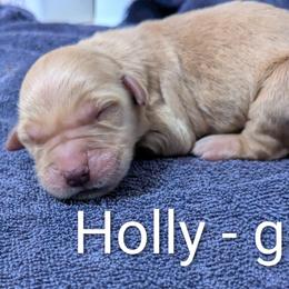 Girl 2 - female Golden Retriever puppy in Pamplin, Virginia from Hope & Joy Acres