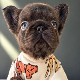 Nugget-Laid-Back and Full of Love - Tricolors male French Bulldog puppy in Porter, Texas from Whatabulldog