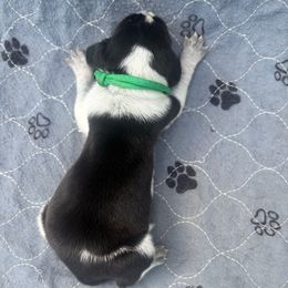 Scout - Blue ticked and tan male Bluetick Coonhound puppy in Mount Pleasant, Texas from Harmons Hounds