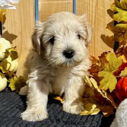 Uno - Wheaten female Miniature Schnauzer puppy in Menifee, California from Moonshine’s Minis